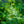Load image into Gallery viewer, Bridal Veil Astilbe