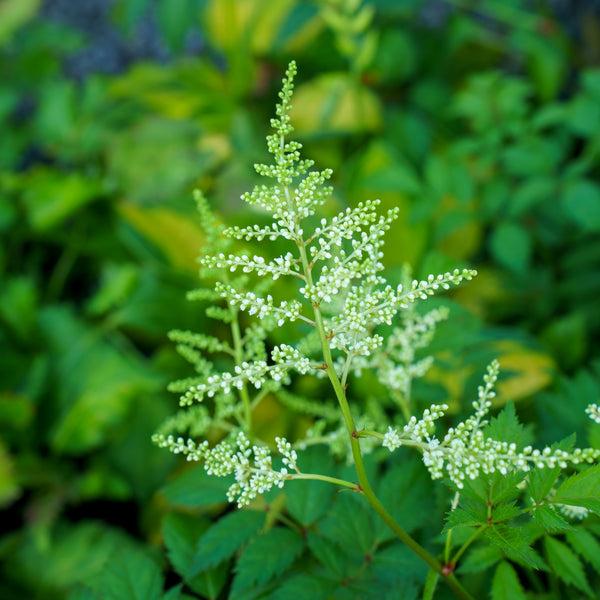 Bridal Veil Astilbe