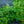 Load image into Gallery viewer, Bridal Veil Astilbe