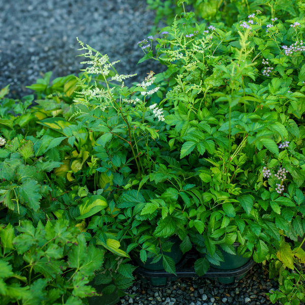 Bridal Veil Astilbe