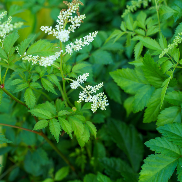 Bridal Veil Astilbe