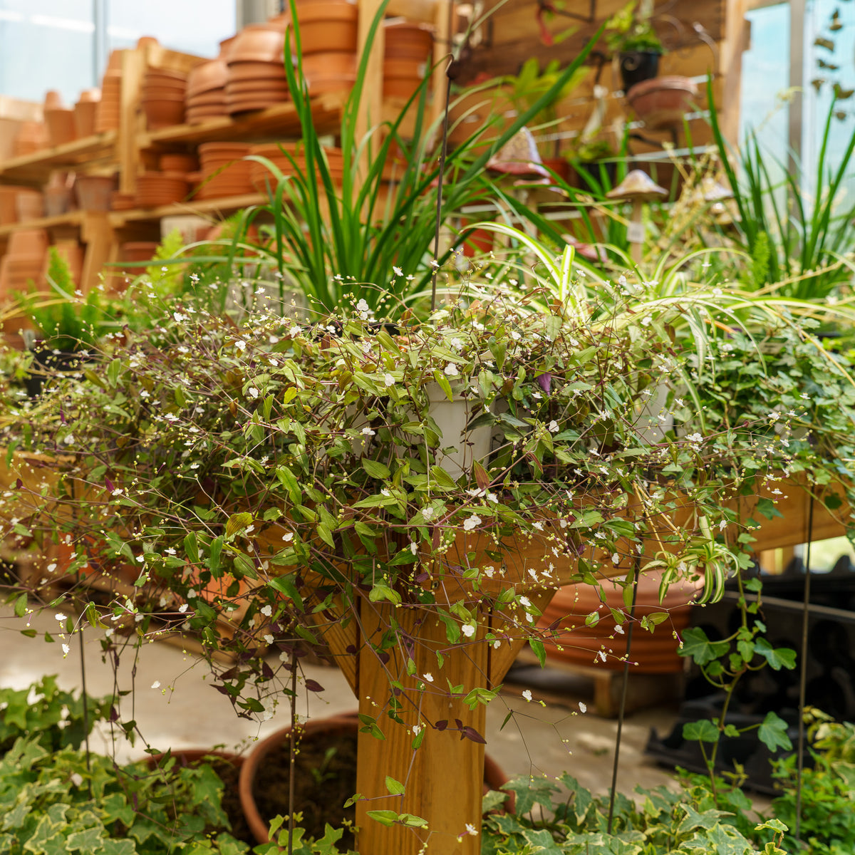 bridal veil plant hanging basket Tahitian Bridal Veil – Plant Detectives