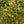 Load image into Gallery viewer, Bridal Veil