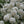 Load image into Gallery viewer, Bridalwreath Spirea - Spirea - Shrubs