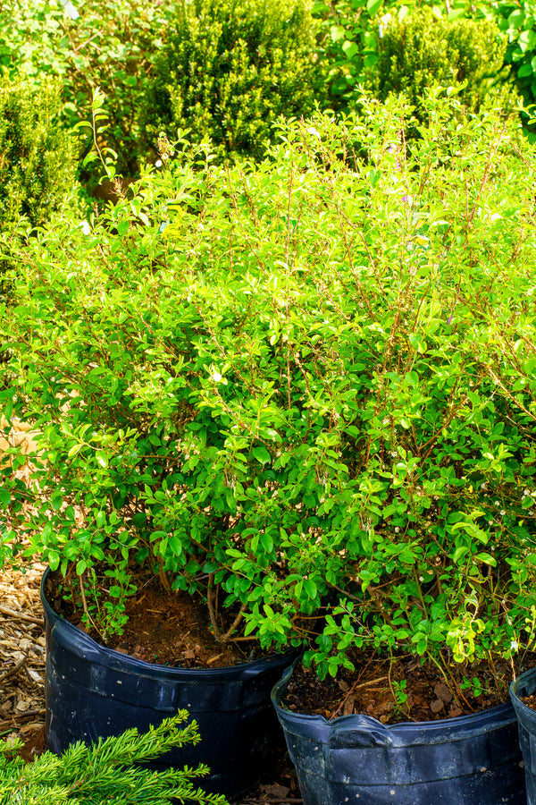 Bridal Wreath Spirea