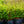 Load image into Gallery viewer, Bridalwreath Spirea - Spirea - Shrubs