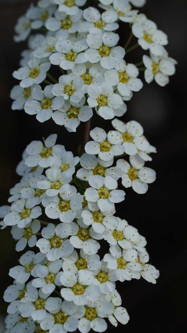 Bridal Wreath Spirea