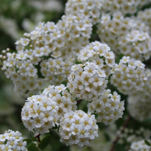Bridal Wreath Spirea