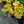 Load image into Gallery viewer, Brigadoon St. John's Wort