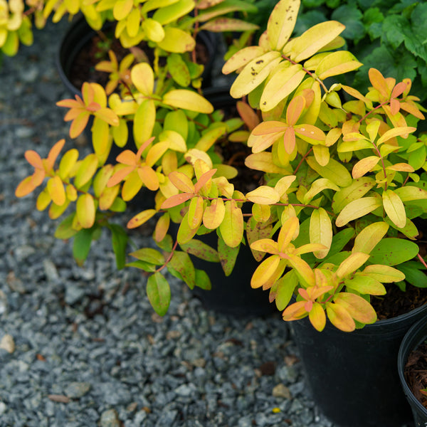 Brigadoon St. John's Wort