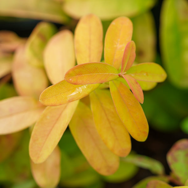Brigadoon St. John's Wort