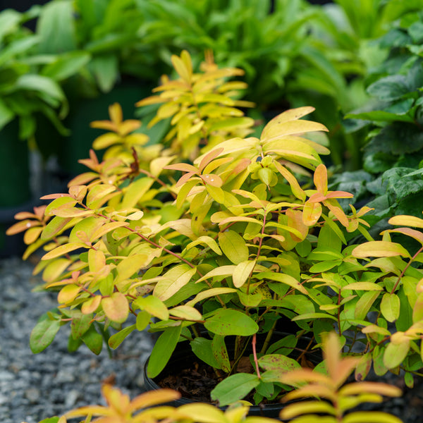 Brigadoon St. John's Wort