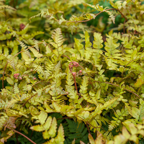 Brilliance Autumn Fern
