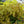 Load image into Gallery viewer, Brilliance Autumn Fern