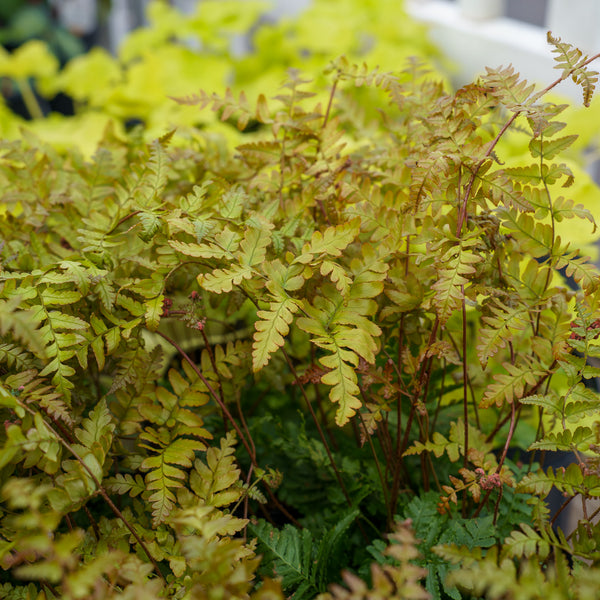 Brilliance Autumn Fern