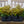 Load image into Gallery viewer, Brilliance Autumn Fern
