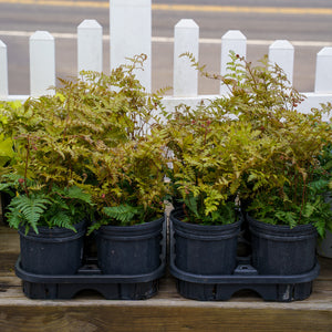 Brilliance Autumn Fern