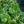 Load image into Gallery viewer, Broadband Hosta