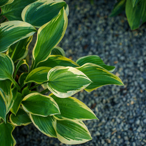 Broadband Hosta