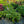 Load image into Gallery viewer, Broadband Hosta