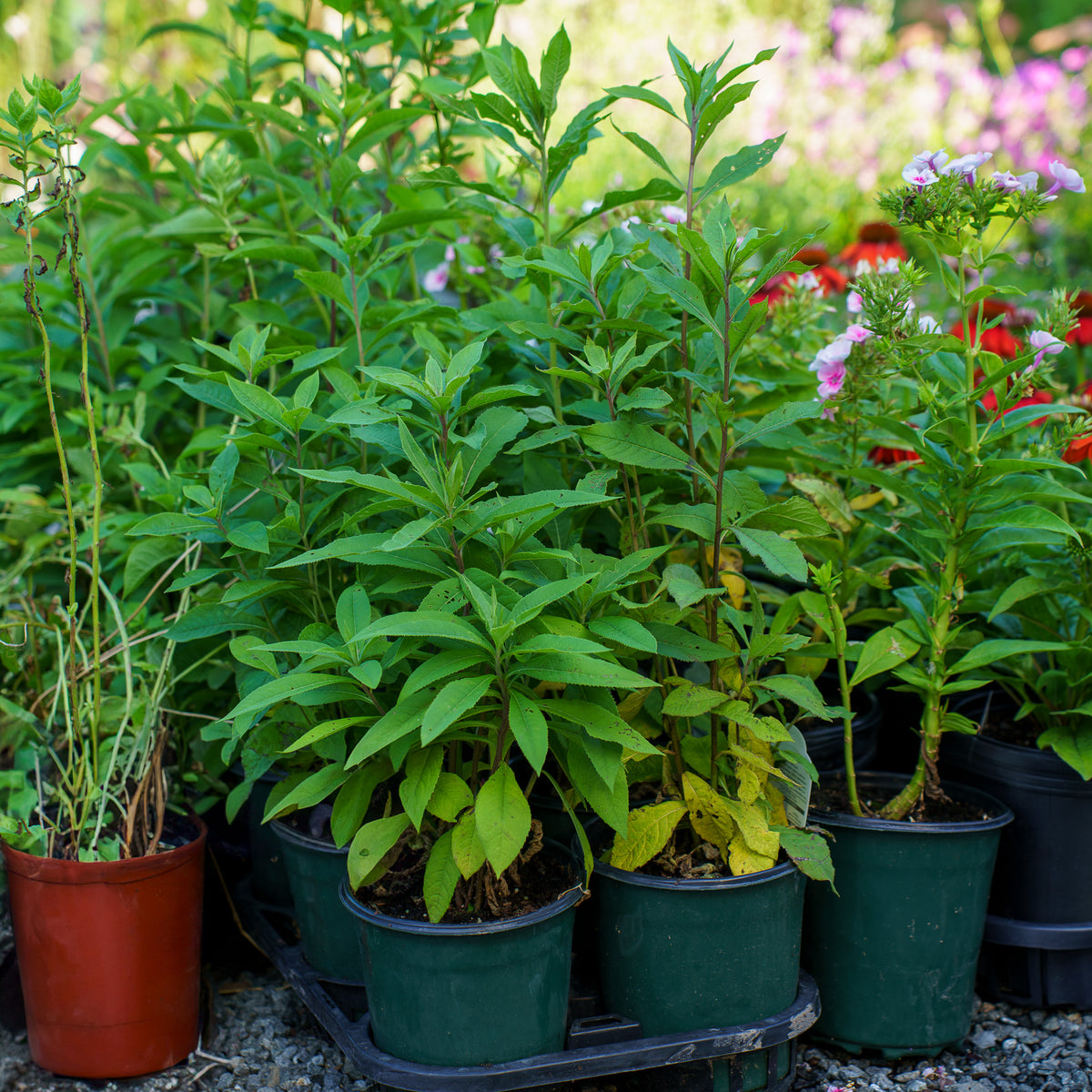 Appalachian Ironweed – Plant Detectives