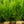 Load image into Gallery viewer, Brodie Eastern Red Cedar