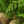 Load image into Gallery viewer, Brodie Eastern Red Cedar