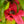 Load image into Gallery viewer, Bromeliad Tree