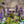 Load image into Gallery viewer, Bronze Beauty Bungleweed
