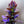 Load image into Gallery viewer, Bronze Beauty Bungleweed