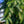 Load image into Gallery viewer, Bruns Weeping Serbian Spruce - Spruce - Conifers