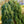 Load image into Gallery viewer, Bruns Weeping Serbian Spruce - Spruce - Conifers