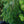 Load image into Gallery viewer, Pendula Bruns Serbian Spruce