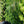 Load image into Gallery viewer, Pendula Bruns Serbian Spruce
