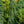 Load image into Gallery viewer, Pendula Bruns Serbian Spruce