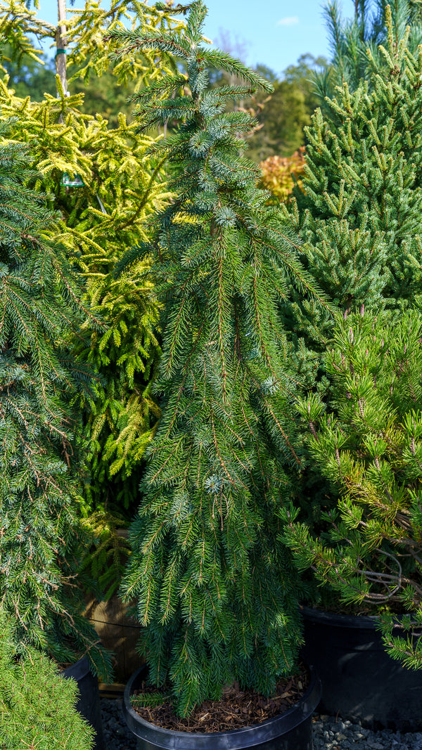Pendula Bruns Serbian Spruce
