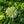 Load image into Gallery viewer, Bubble Bath Ornamental Onion