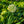 Load image into Gallery viewer, Bubble Bath Ornamental Onion