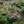 Load image into Gallery viewer, Burgundy Glow Bugleweed