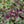 Load image into Gallery viewer, Burgundy Glow Bugleweed