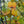 Load image into Gallery viewer, Burgundy Hearts Eastern Redbud