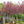 Load image into Gallery viewer, Burgundy Hearts Eastern Redbud
