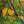 Load image into Gallery viewer, Burgundy Hearts Eastern Redbud