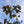 Load image into Gallery viewer, Burgundy Hearts Eastern Redbud