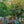 Load image into Gallery viewer, Burgundy Hearts Eastern Redbud