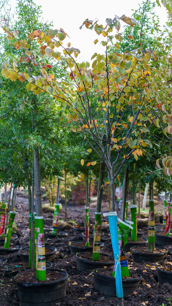 Burgundy Hearts Eastern Redbud
