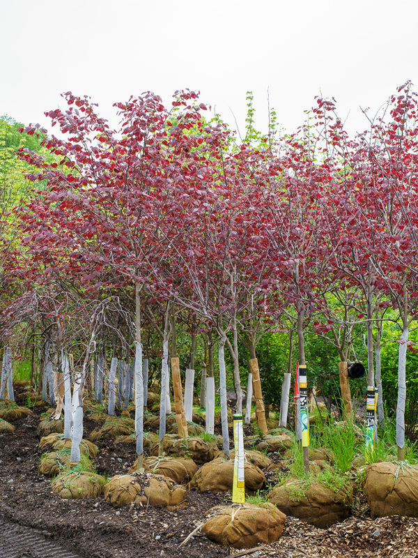 Burgundy Hearts Eastern Redbud