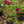 Load image into Gallery viewer, Burgundy Iceberg Rose