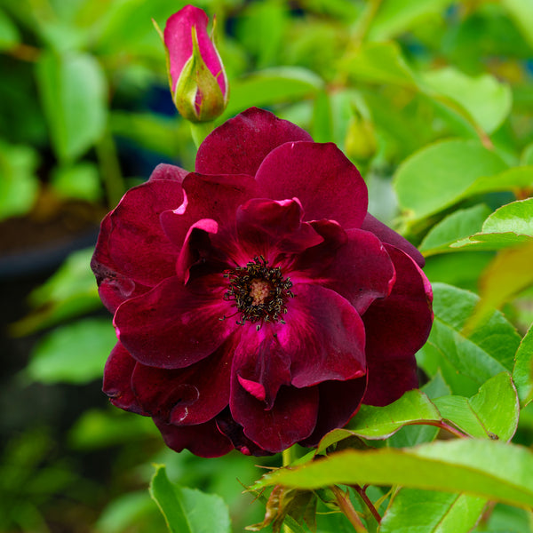 Burgundy Iceberg Rose