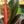 Load image into Gallery viewer, Burgundy Rubber Tree